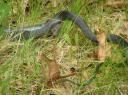 Long view of black snake eating mouse