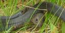 Close-up of black snake eating mouse