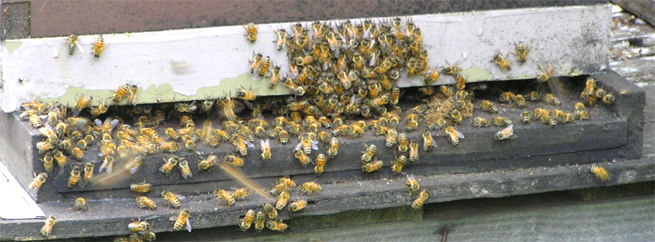 urban hive