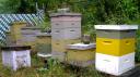 Hives in Mattapan Square