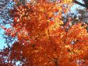 Korean maple