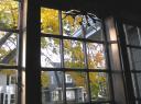 Window with Norway maple leaves