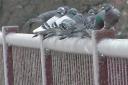 Pigeons on 203 bypass