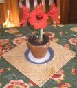 amaryllis on table