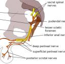 pudendal nerve diagram
