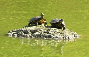 turtles1