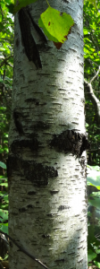 birchshadows