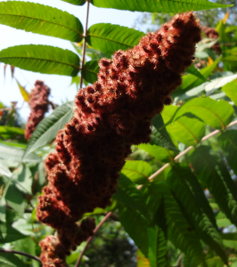 loomingsumac