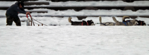 huskytails